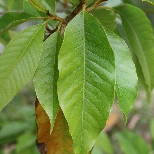 Michelia champaca Leaf