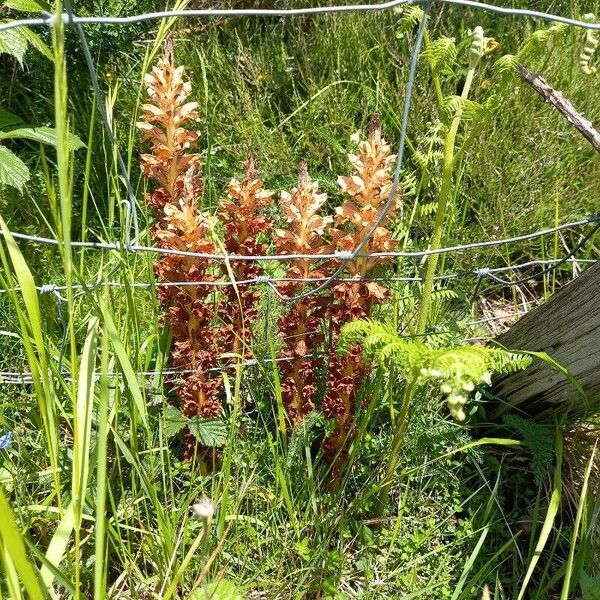 Orobanche elatior Bloem