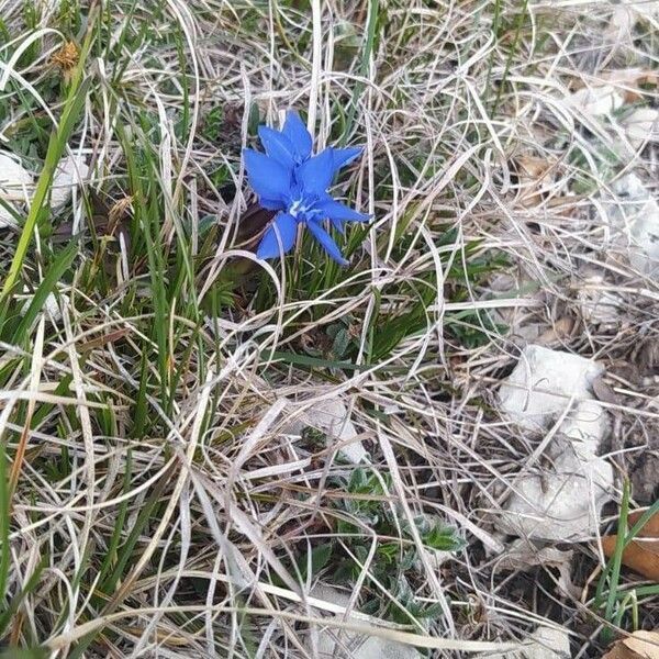 Gentiana brachyphylla Flor