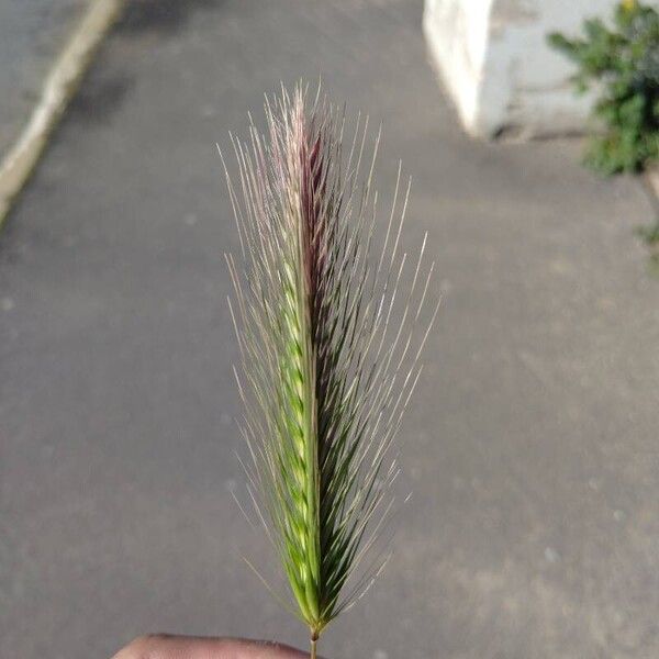 Hordeum marinum Hostoa