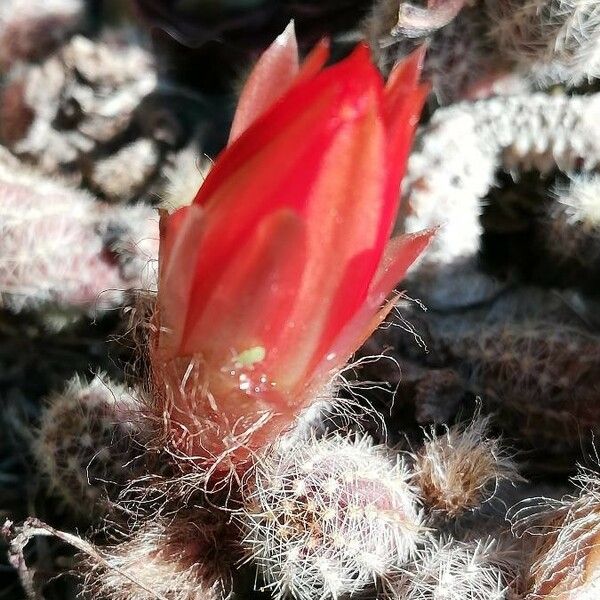 Echinocereus coccineus Blomma