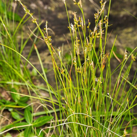 Carex alba Plante entière