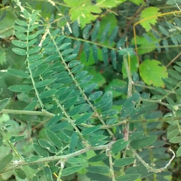 Vicia cracca Ліст