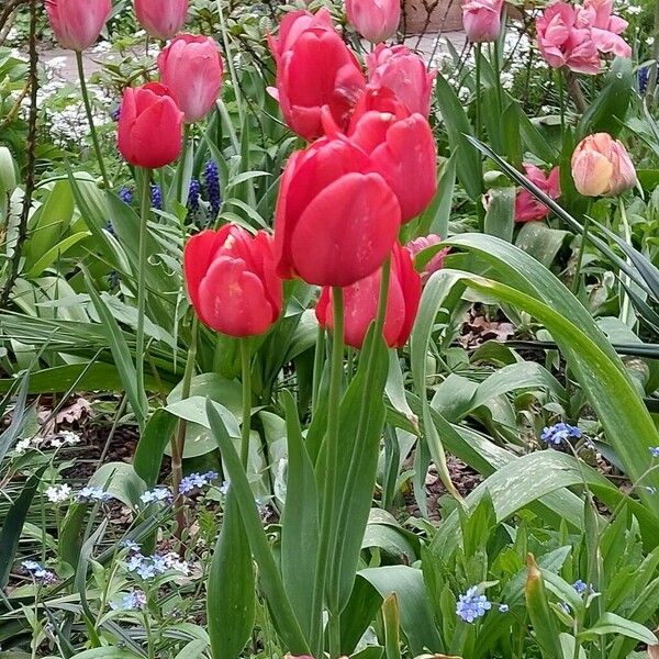 Tulipa gesneriana Flower