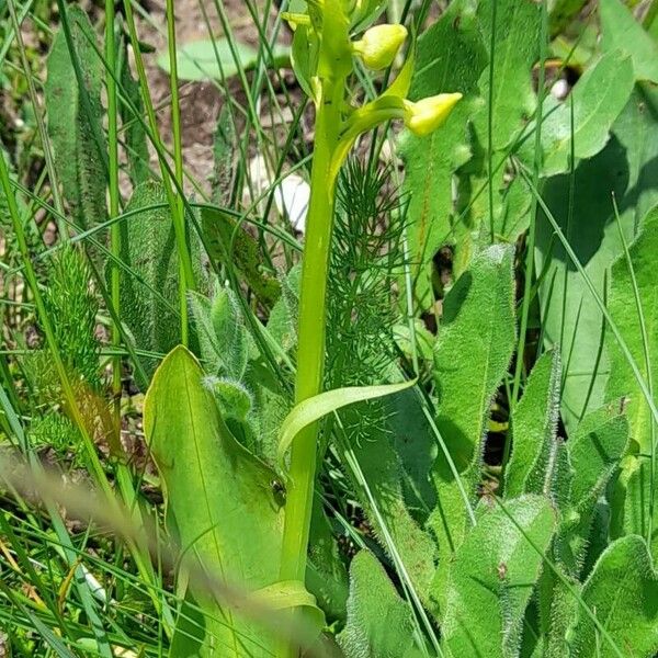 Platanthera chlorantha Buveinė