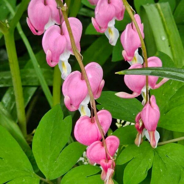 Lamprocapnos spectabilis Цветок