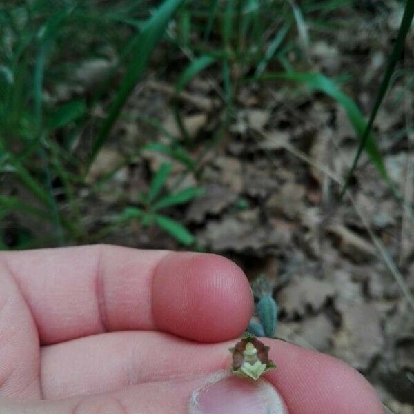 Epipactis microphylla Květ