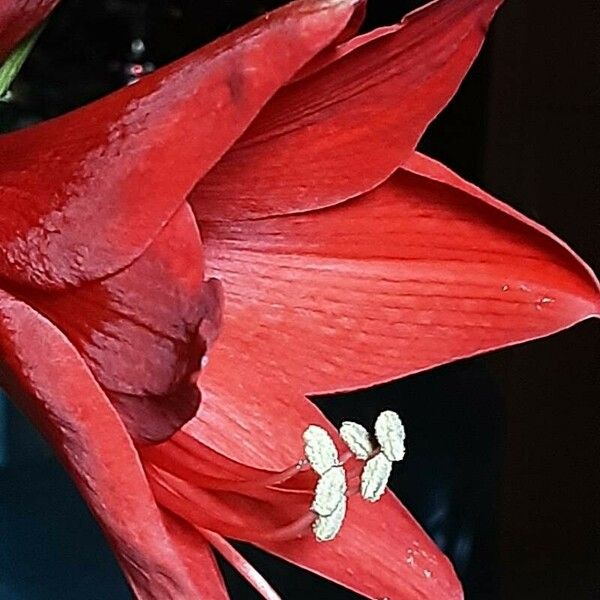 Hippeastrum reginae 花