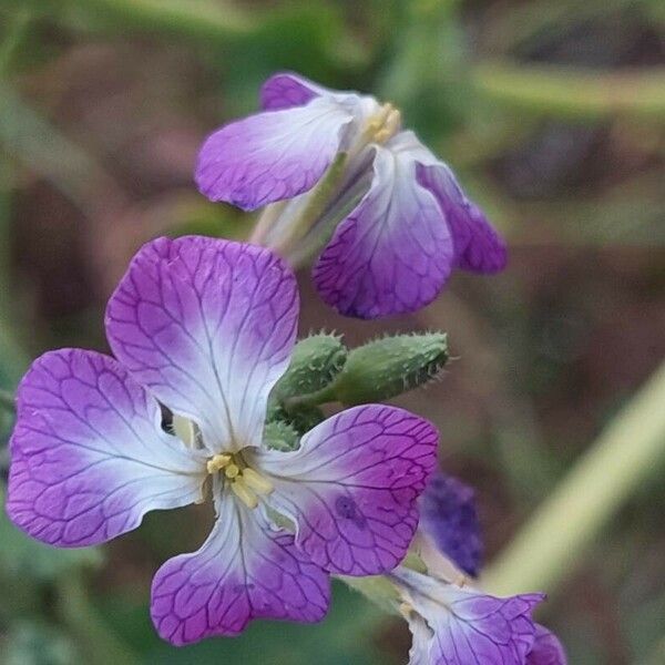 Raphanus raphanistrum Blüte