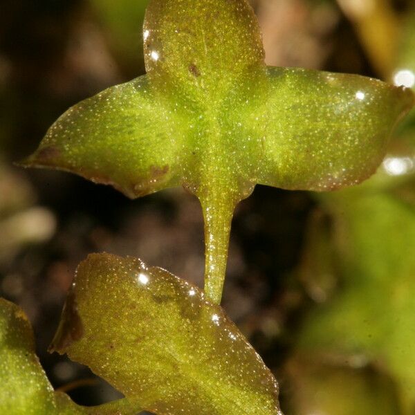 Lemna trisulca Outro