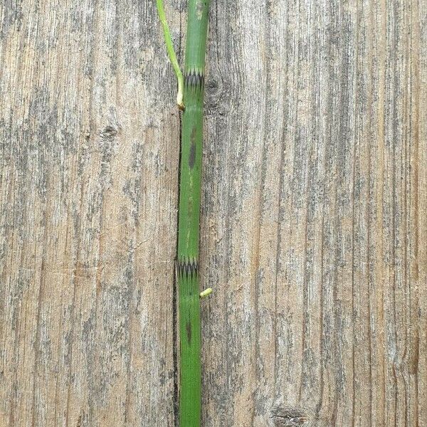 Equisetum arvense Leaf