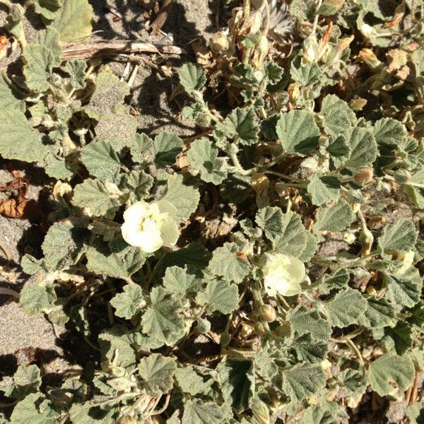 Malvella leprosa Habit