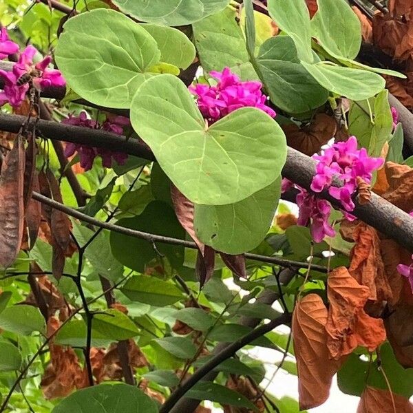 Cercis siliquastrum ফুল