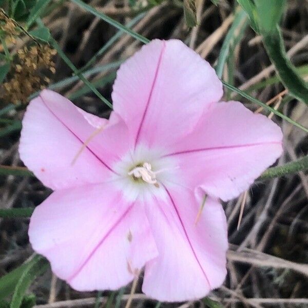 Convolvulus cantabrica Flor