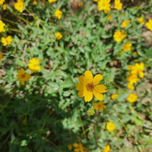 Aspilia mossambicensis Flower