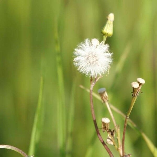 Erigeron acris Blodyn