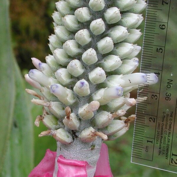 Aechmea mariae-reginae Blüte