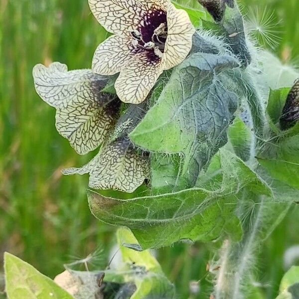 Hyoscyamus niger Flower