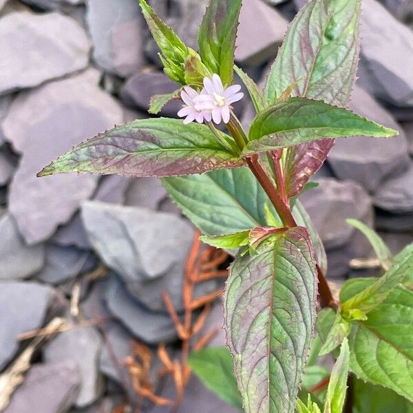 Epilobium ciliatum 葉