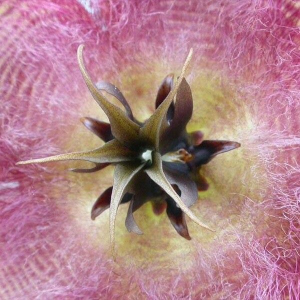 Stapelia gettliffei Çiçek