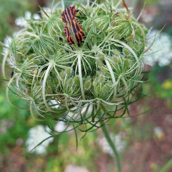 Daucus carota Vili