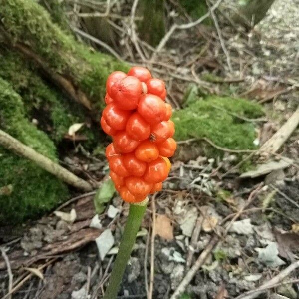 Arum italicum Plod