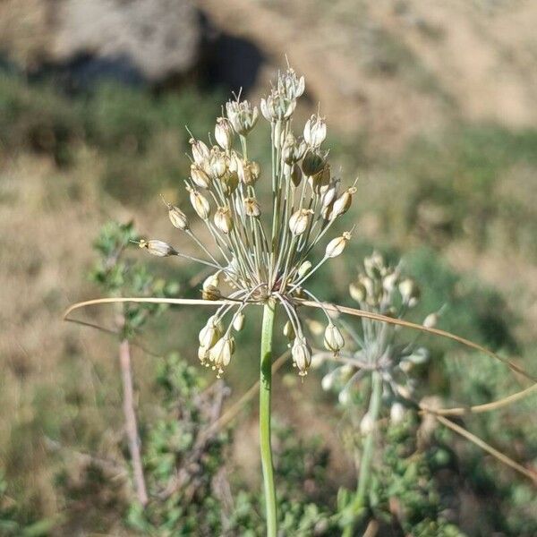 Allium paniculatum Flower