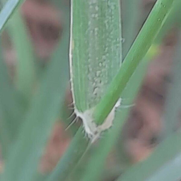 Dactyloctenium aegyptium Liść