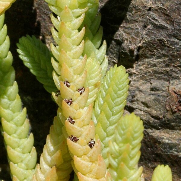 Crassula muscosa 葉