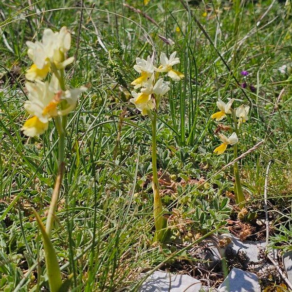 Orchis pauciflora موطن