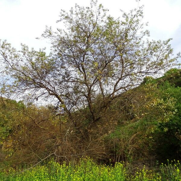 Salix laevigata عادت