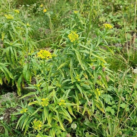 Erysimum cheiranthoides Pokrój