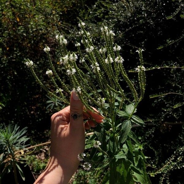 Verbena urticifolia Flower