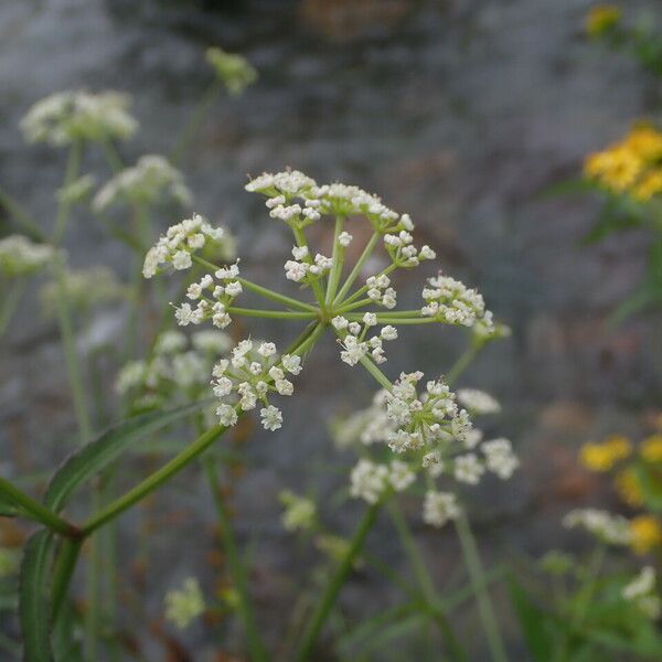 Oenanthe javanica Blüte