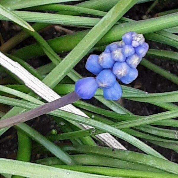 Muscari botryoides Flors