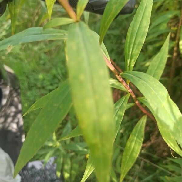 Solidago gigantea Лист