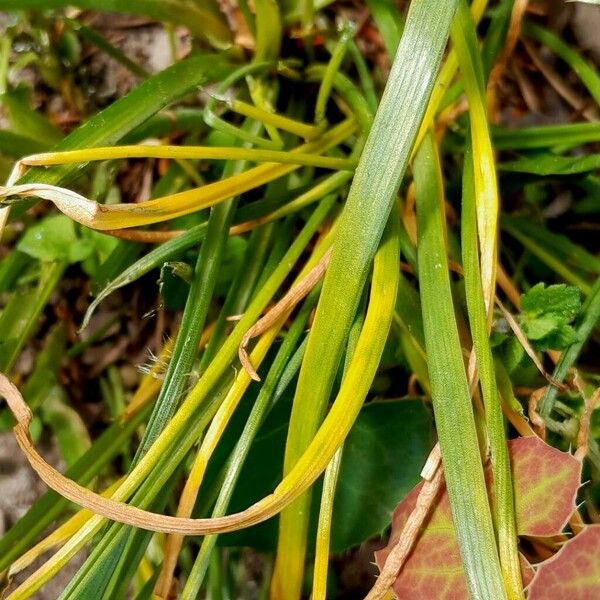 Ornithogalum nutans Leaf