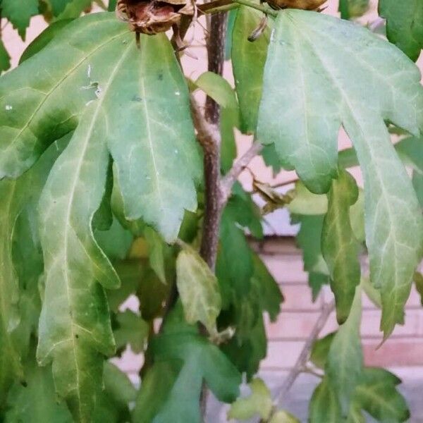 Hibiscus syriacus Leaf