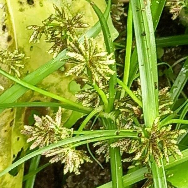 Cyperus fuscus Λουλούδι