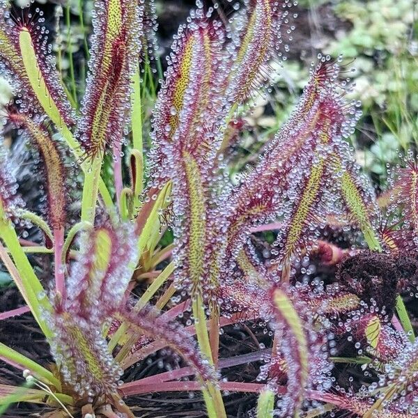 Drosera capensis Feuille