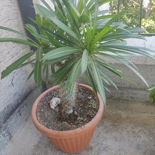 Pachypodium densiflorum Leaf