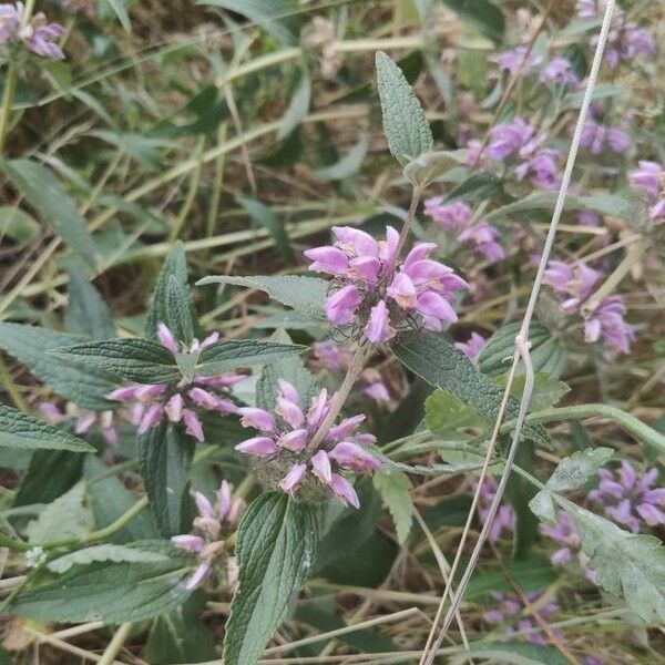 Phlomis herba-venti പുഷ്പം