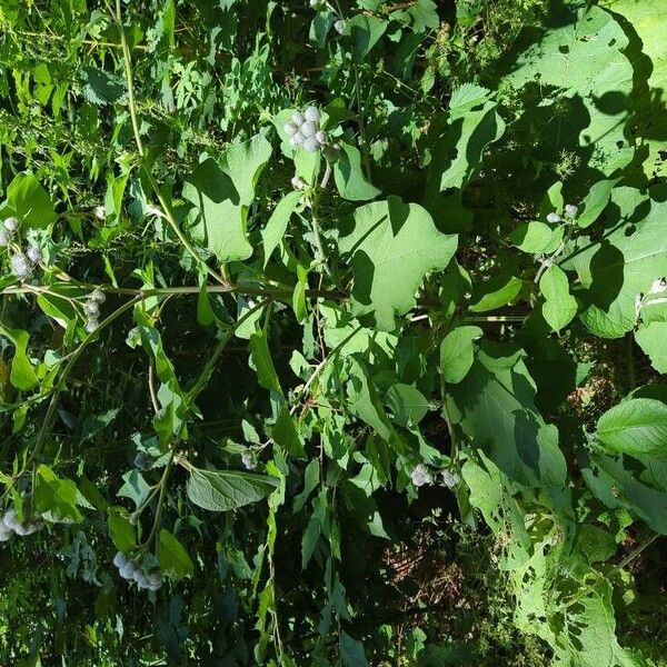 Arctium tomentosum Autre