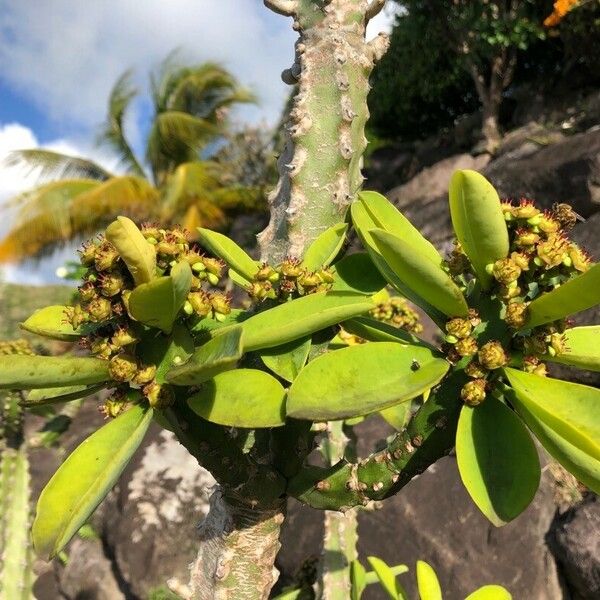 Euphorbia neriifolia Цвят