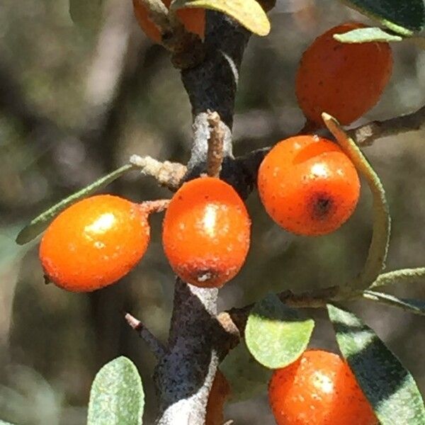 Hippophae rhamnoides Ffrwyth