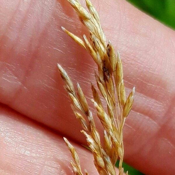 Deschampsia cespitosa Плід