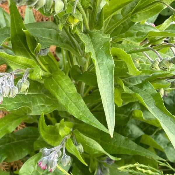 Cynoglossum officinale Leaf