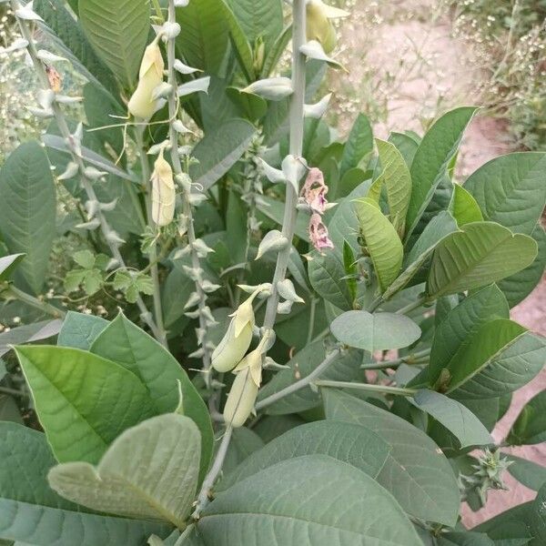 Crotalaria spectabilis Φρούτο