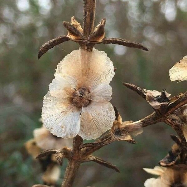 Soda oppositifolia Flower