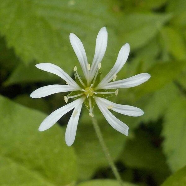 Stellaria nemorum Floare